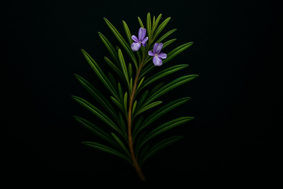 Rosemary for Hair: More Than a Myth