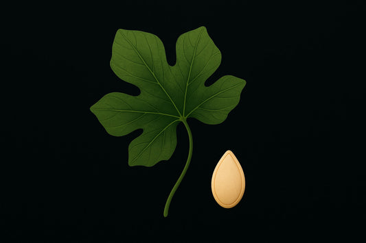 Pumpkin Seed Oil and Male Hair Loss